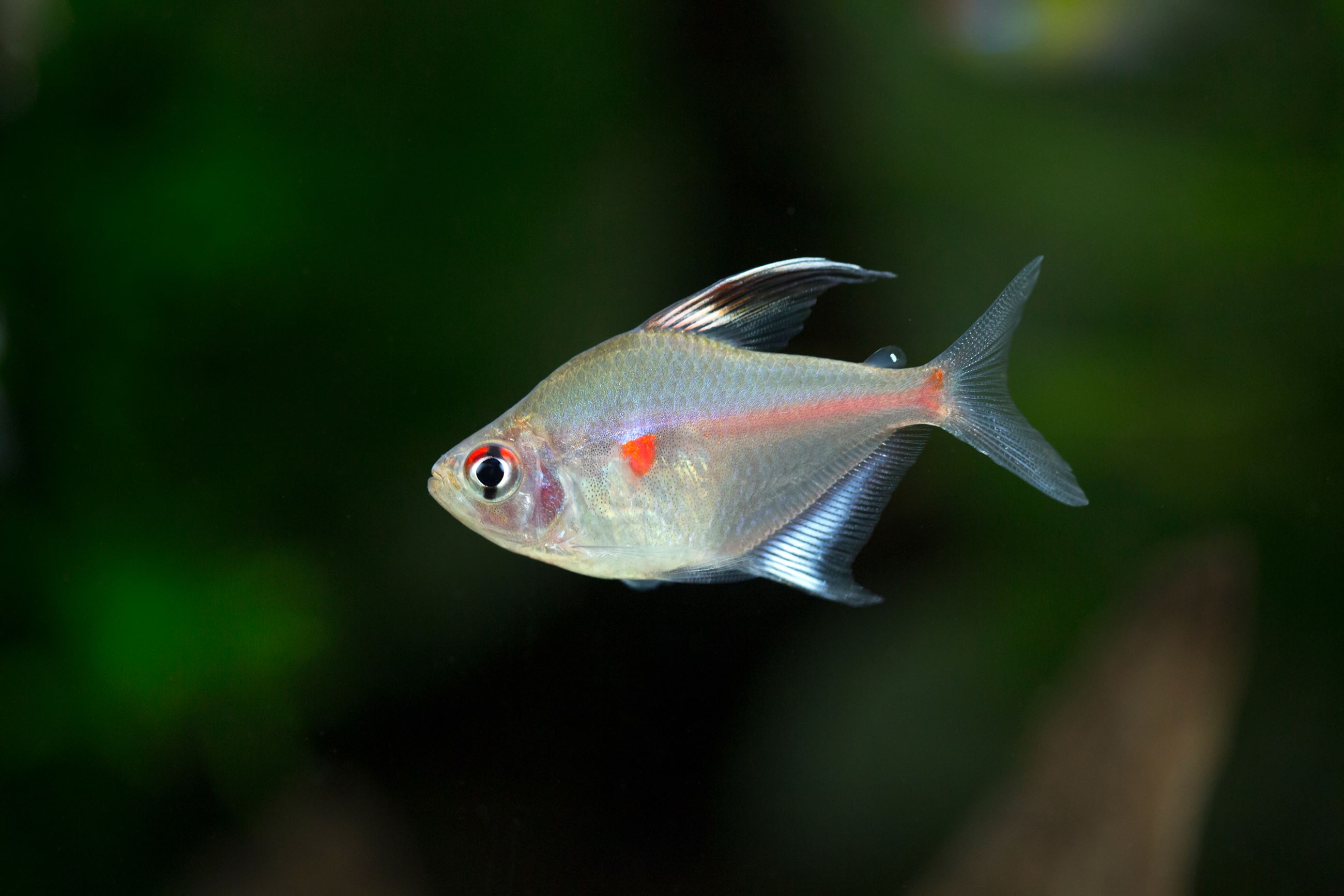 Bleeding heart tetra, Shutterstock Image Creedit: Boban_nz