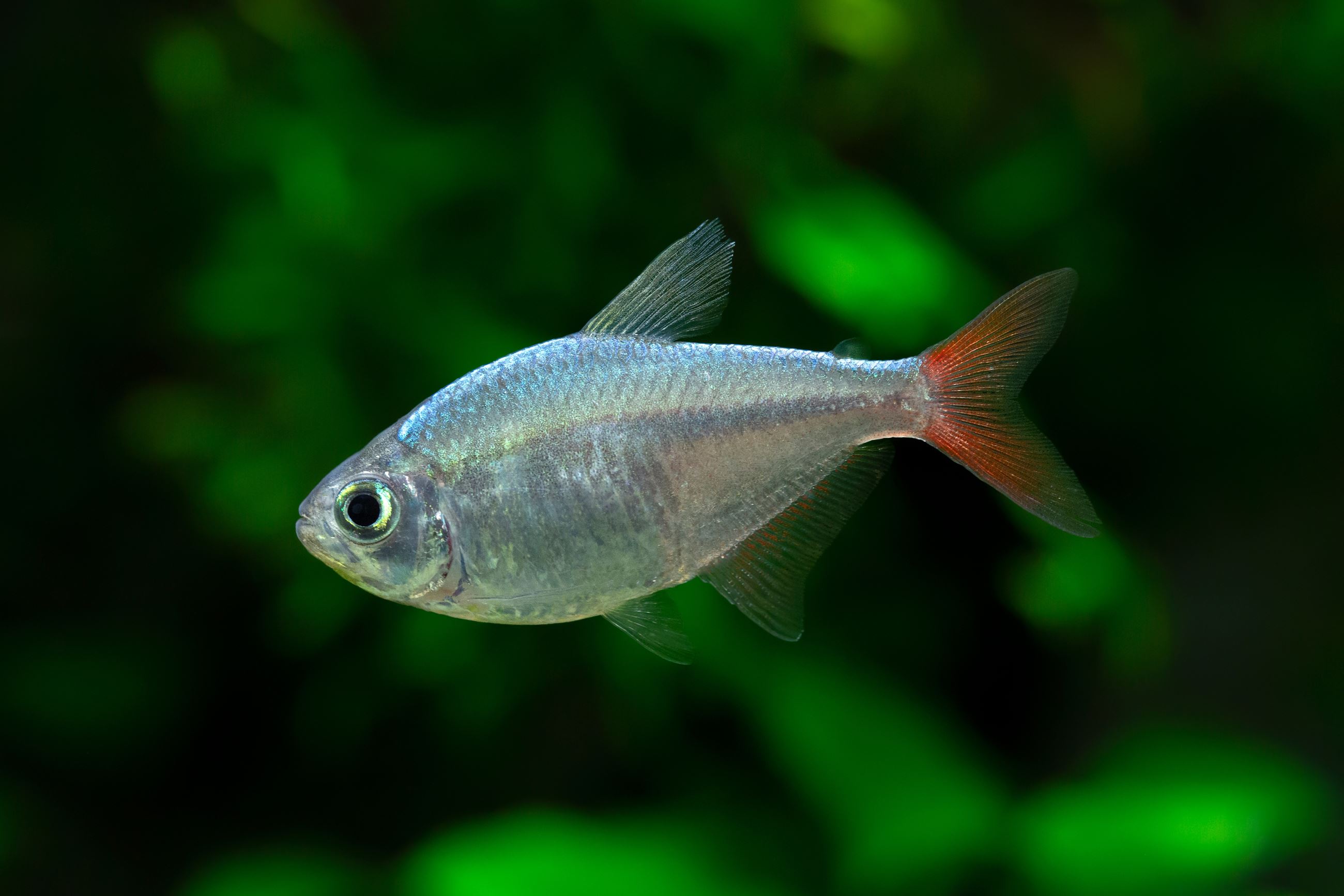 Colombian tetra, Shutterstock Image Credit: Boban_nz