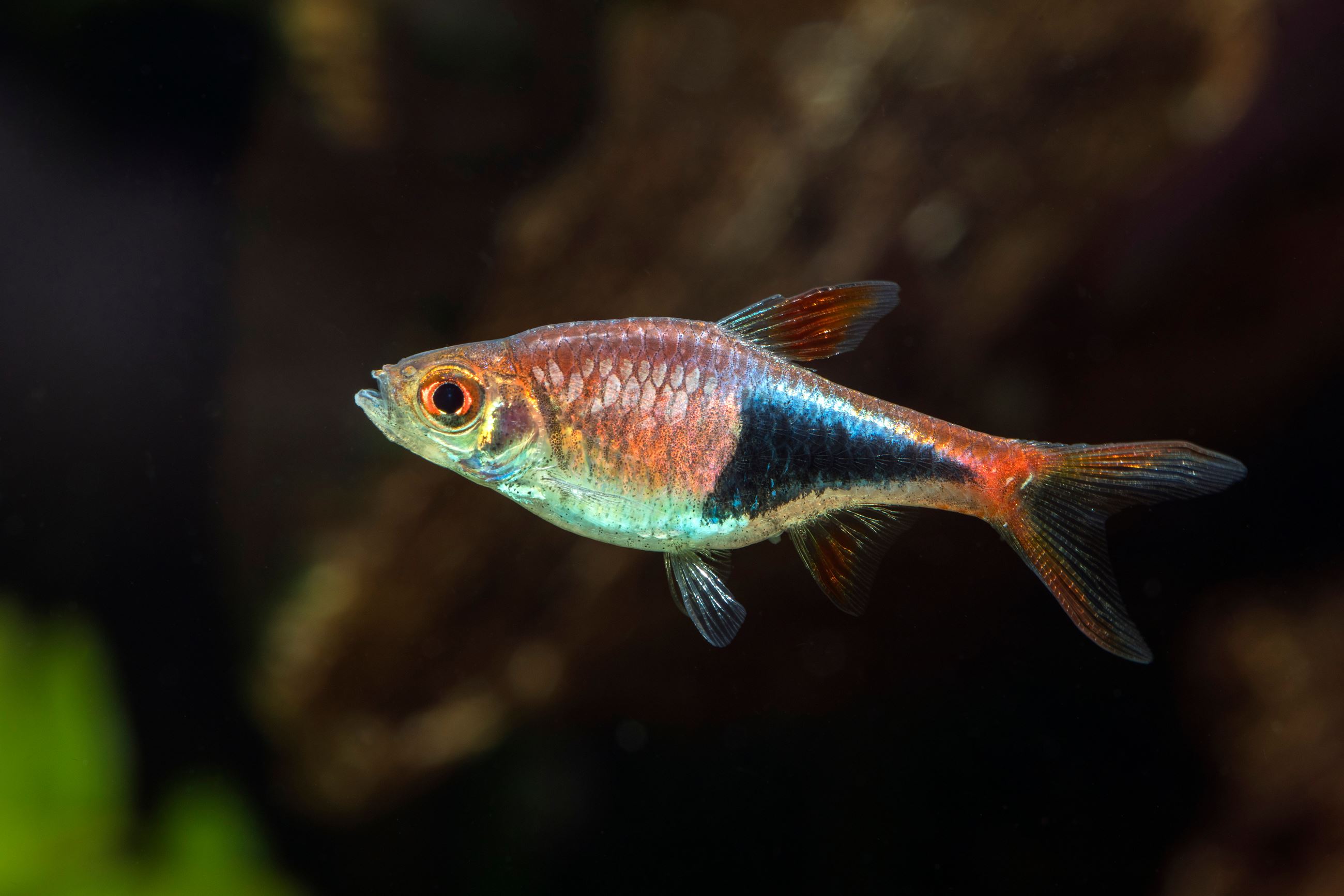 Harlequin rasbora, Shutterstock Image Credit: InsectWorld
