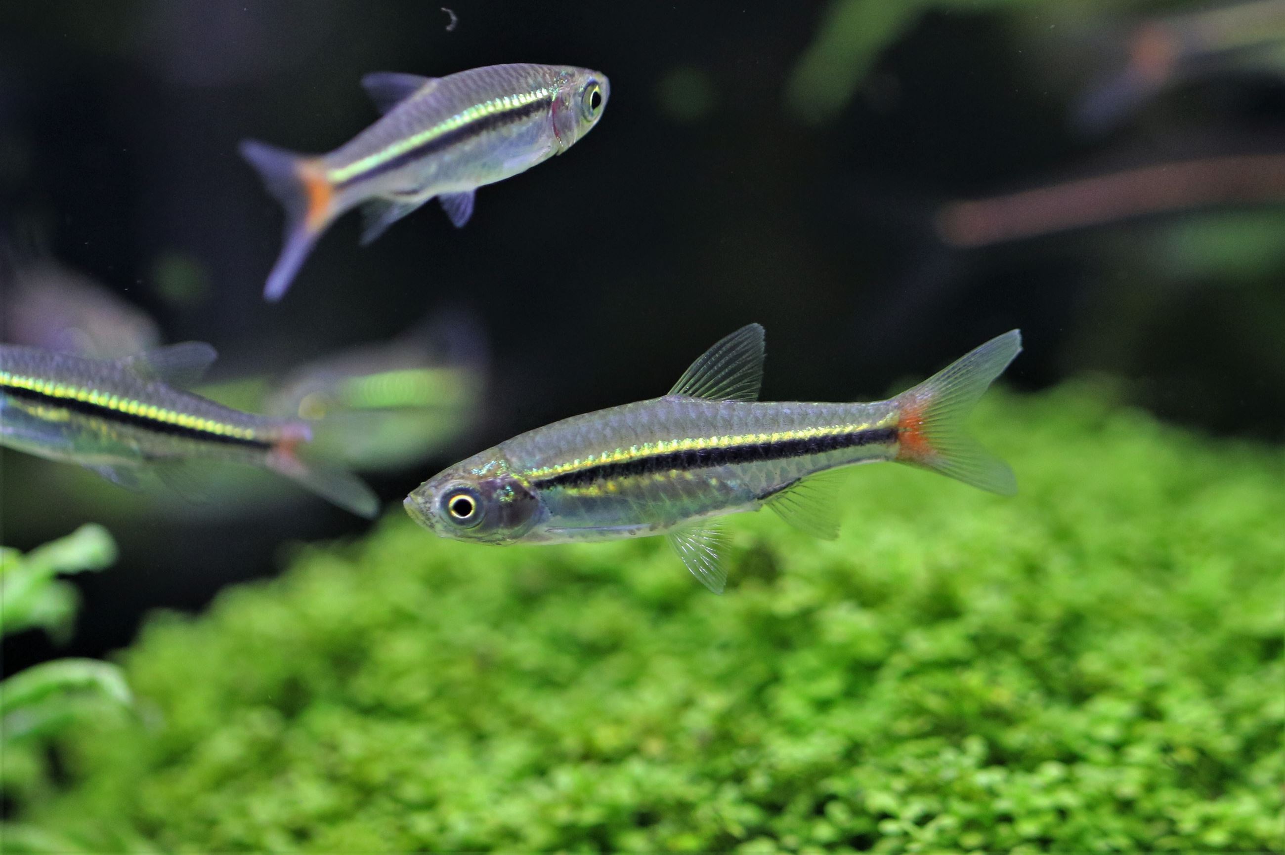Red-tailed rasbora, Shutterstock Image Credit: Arunee Rodloy