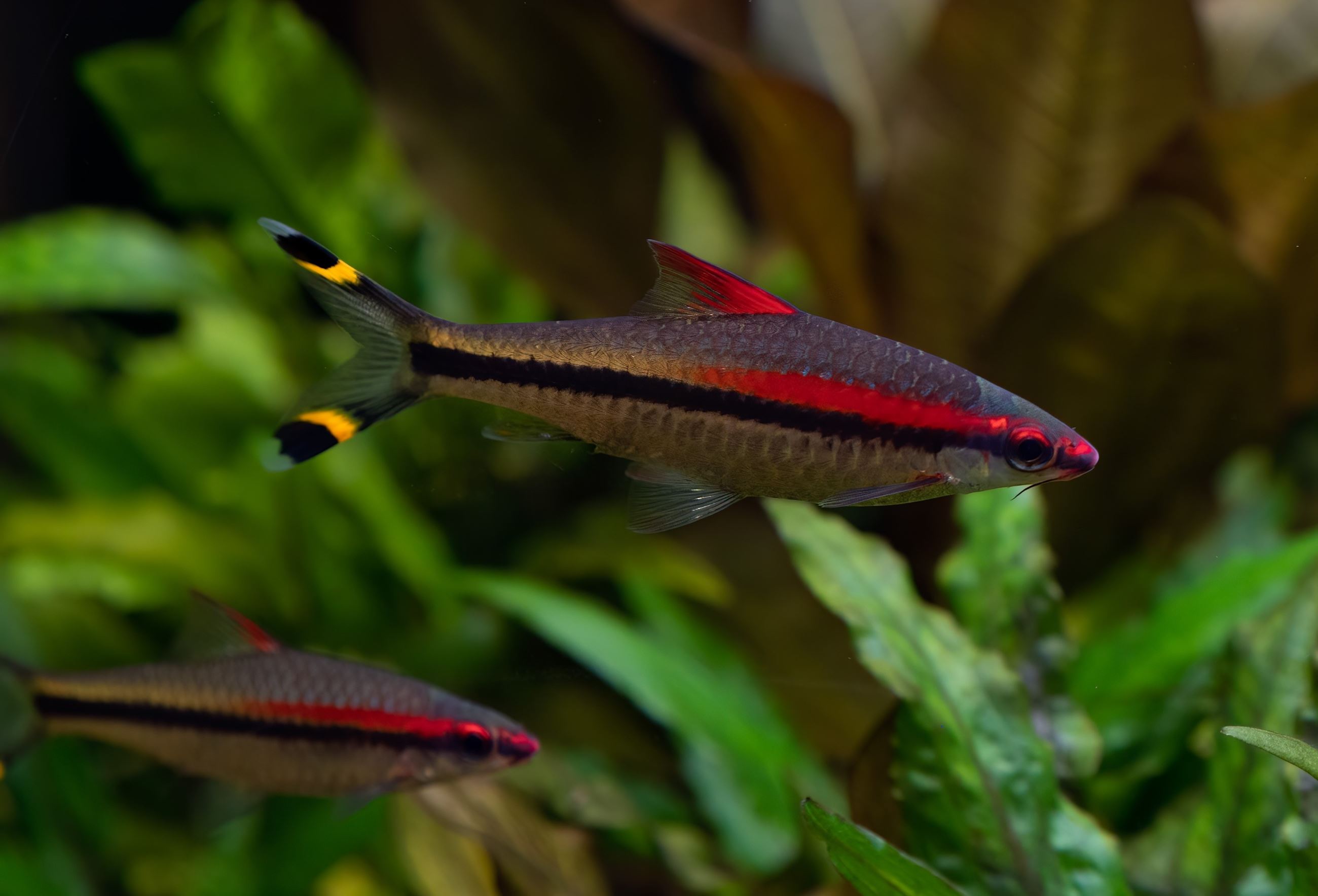 Denison barb, Shutterstock Image Credit: Milan68