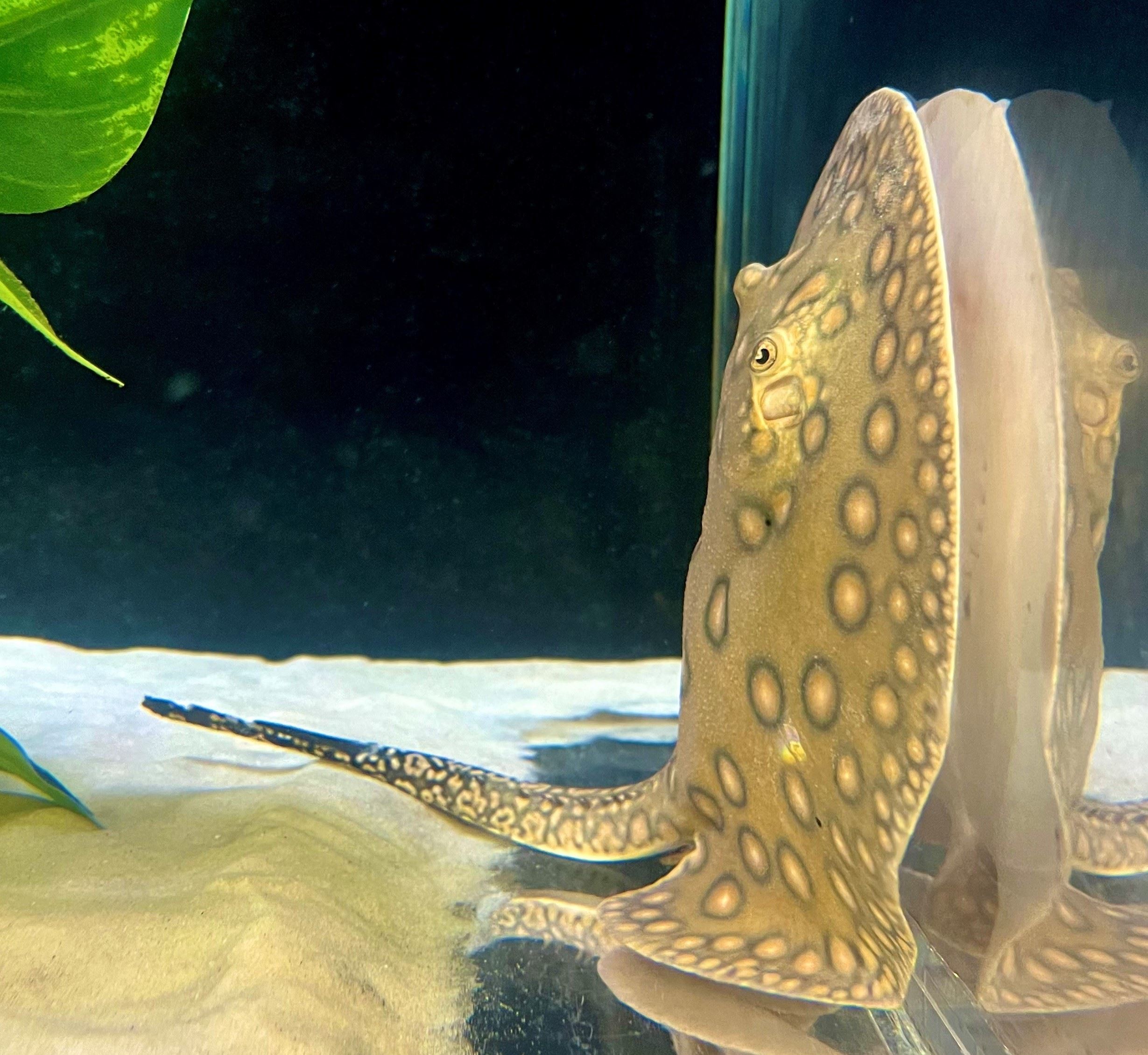 Hammy, the Motoro stingray