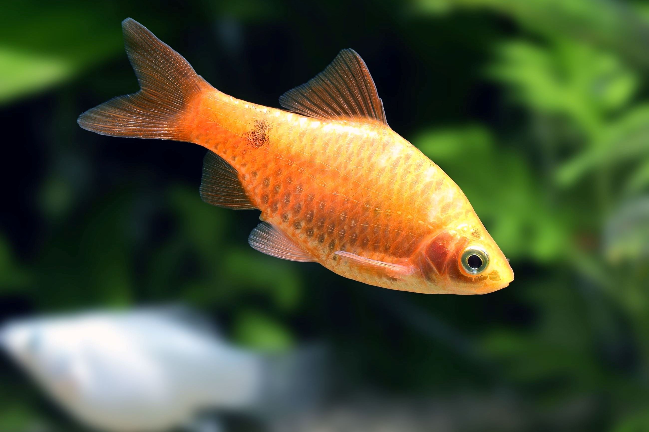 Rosy Barb, Shutterstock Image Credit: topimages