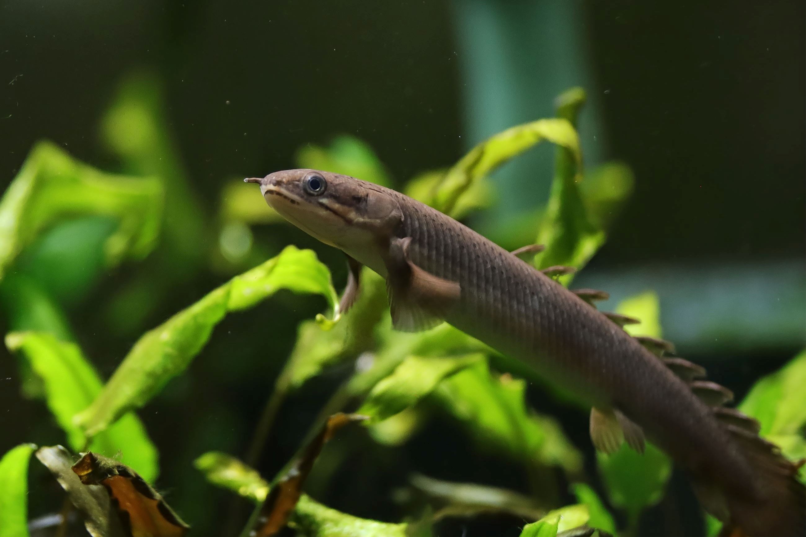 Senegal Bichir, Shutterstock Image Credit: Ben Rokhlenko