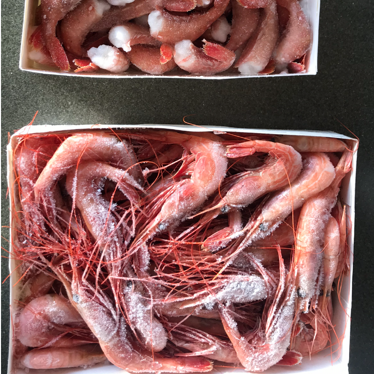 spot prawn vs side stripe