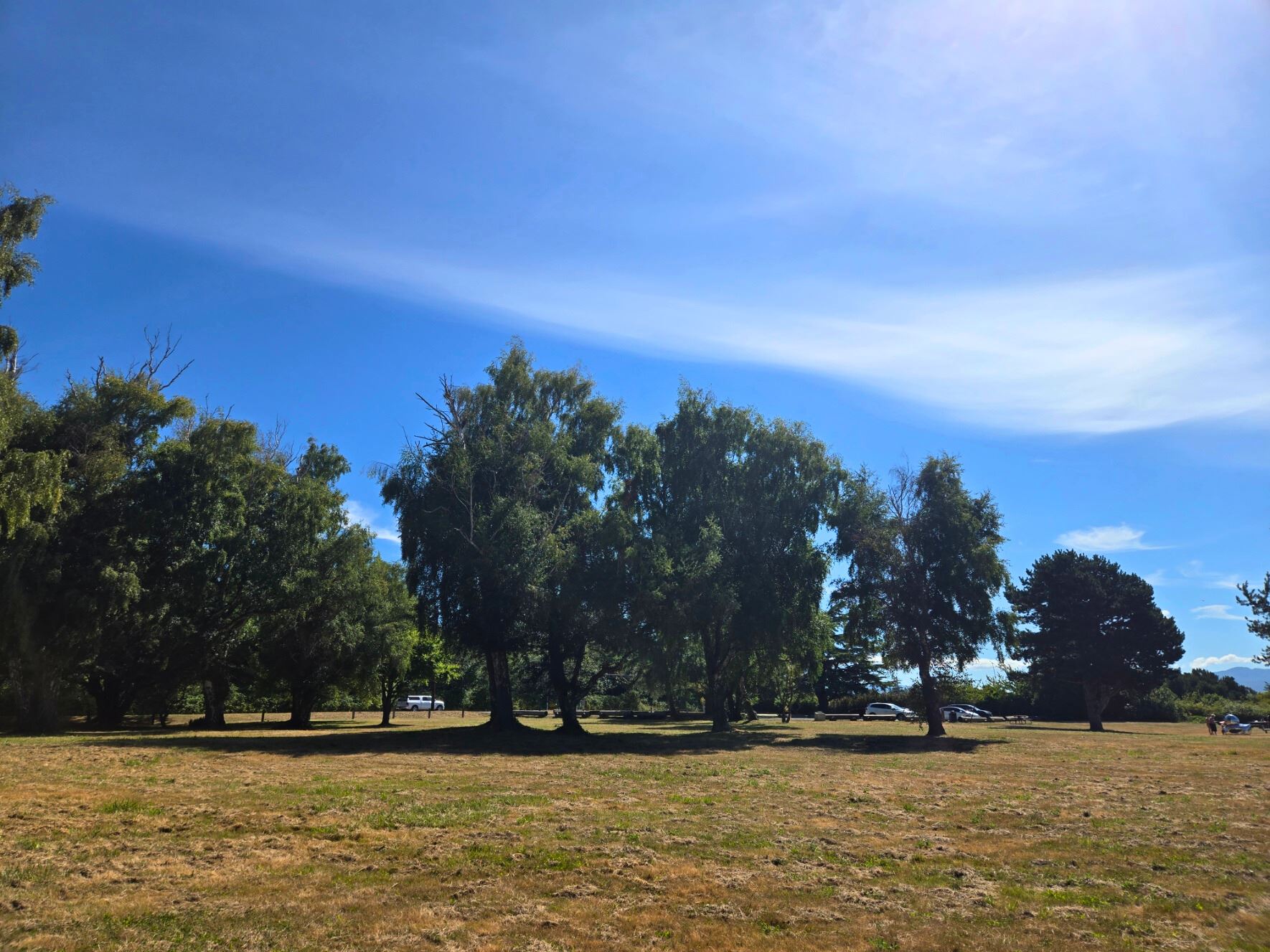 marine drive trail trees in an open field 